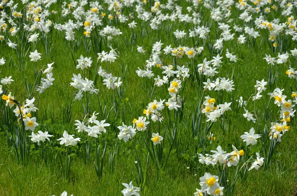 Jonquilles Narcisse Printemps Fleur — Photo