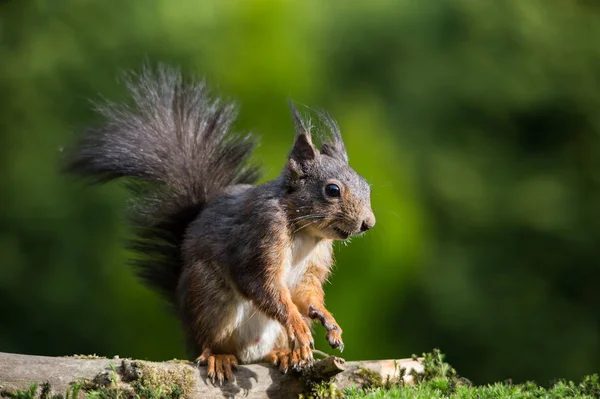 Esquilo Sciurus Vulgaris Imagem — Fotografia de Stock