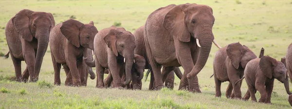 Família Elefantes Africanos Caminhando Acroos Grama Verde — Fotografia de Stock