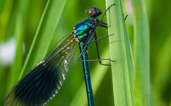 Sávos Demoiselle Füvön — Stock Fotó