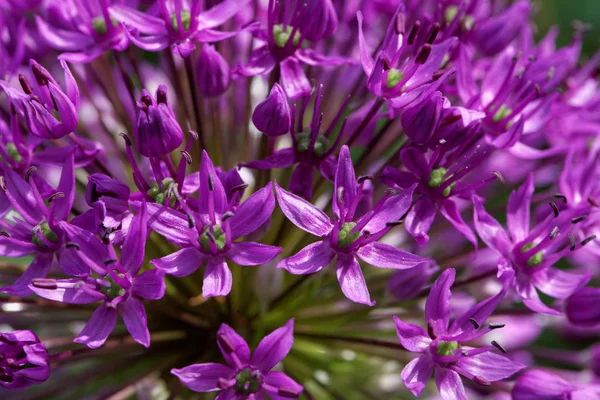 Flores Bonitas Fundo Conceito Floral — Fotografia de Stock