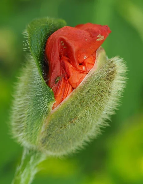 Vue Rapprochée Belles Fleurs Pavot Sauvage — Photo