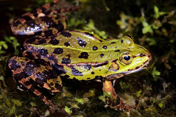 Pelofillia Esculentus Rana Maschio Primo Piano Stagno — Foto Stock