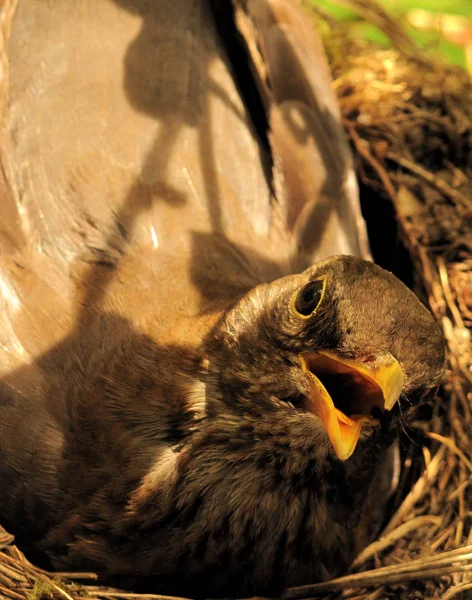 둥지에 설기를 머금은 암컷이 서식하고 Sindrosselart — 스톡 사진