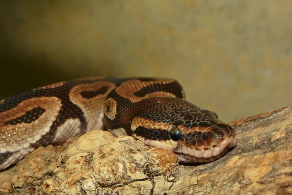 Serpent Dangereux Prédateur Reptiles Peau Serpent — Photo