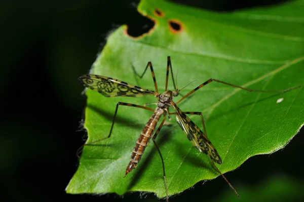 Gros Plan Bug Nature Sauvage — Photo