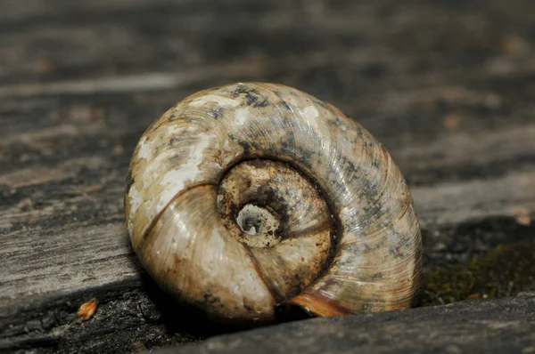 Conchiglia Mollusco Acquatico — Foto Stock