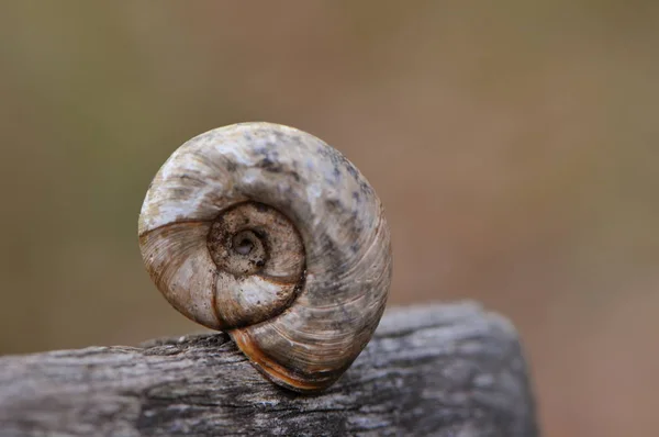 Hélice Mollusque Escargot Coquille — Photo