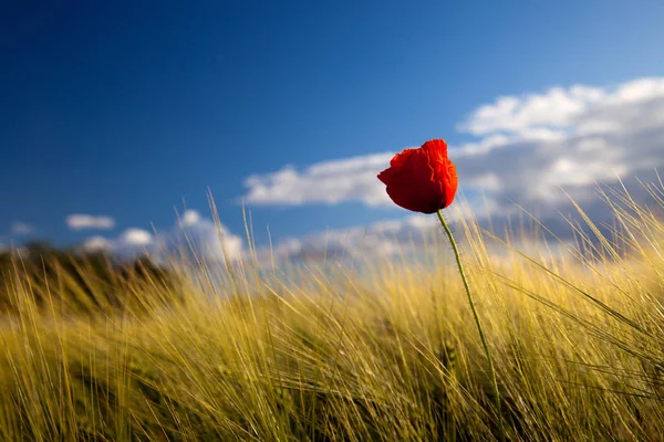 Flor Papoula Contra Céu Azul — Fotografia de Stock