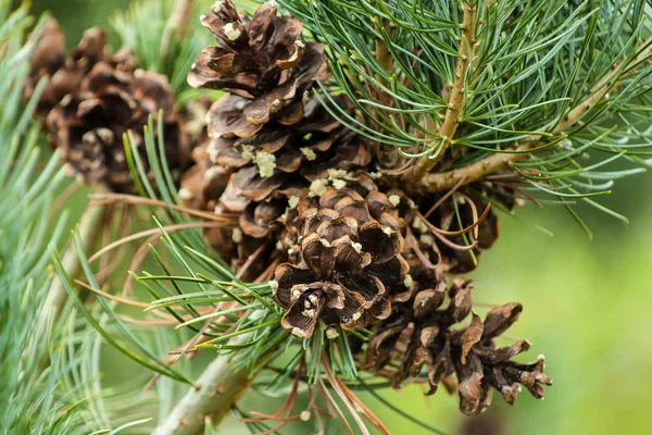 Cones Pinho Árvore Flora — Fotografia de Stock