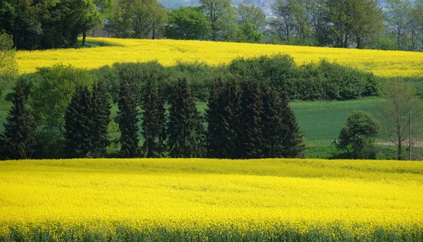 Landsliv Selektivt Fokus — Stockfoto