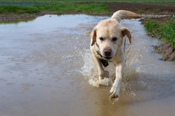 Labrador Corrió Salpicando Charco —  Fotos de Stock