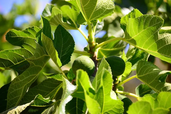 Fíkovník Zelené Listy Ovocného Stromu — Stock fotografie