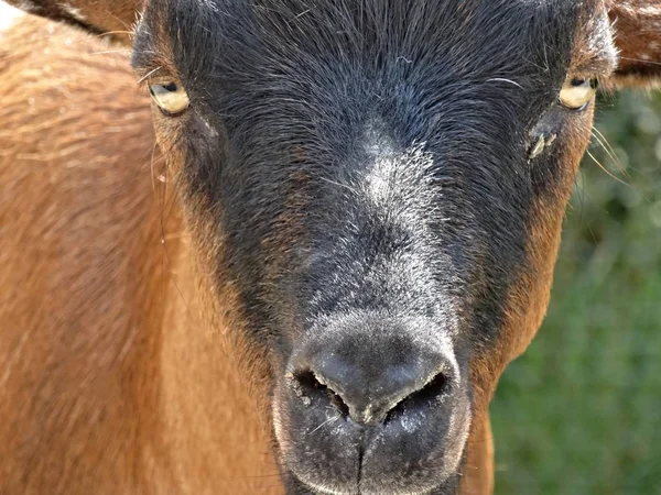 Portrait Une Chèvre — Photo