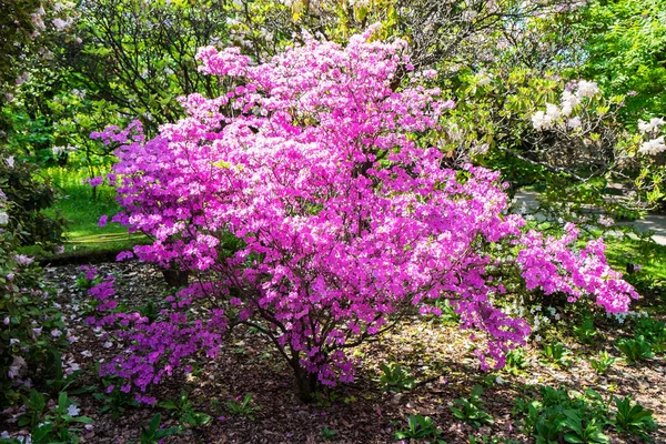 Rhododendron Bush Magnificent Bloom Spring — Stock Photo, Image
