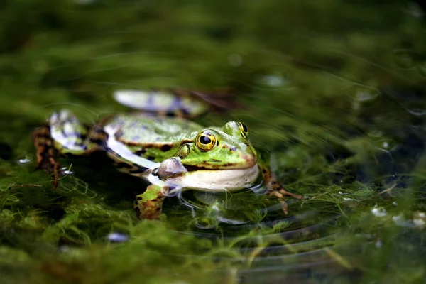 Llamando Pelophylax Esculentus Teichfrosch — Foto de Stock