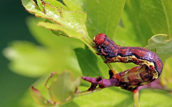 Housenka Skvrnitý Umber Erannis Defoliaria — Stock fotografie