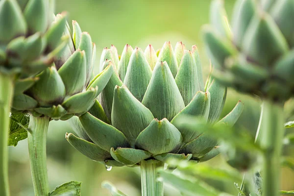 Alcachofa Cynara Cardunculus Planta Verde — Foto de Stock