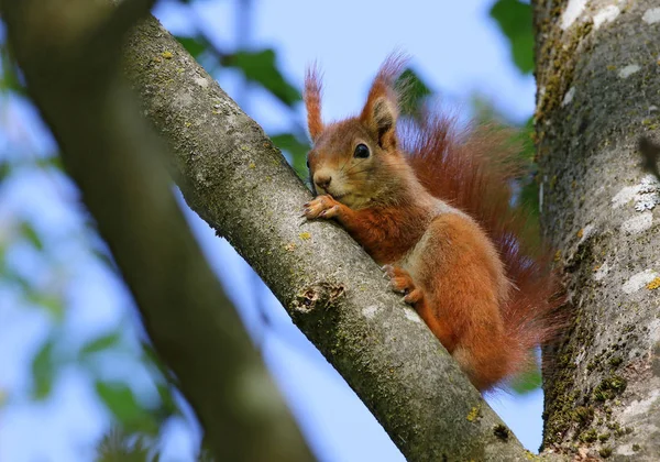 Fauna Selvatica Scoiattolo Animale Natura Scoiattolo Soffice — Foto Stock