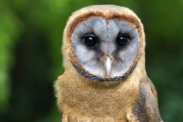 Nahaufnahme Einer Niedlichen Eule Wilder Natur — Stockfoto