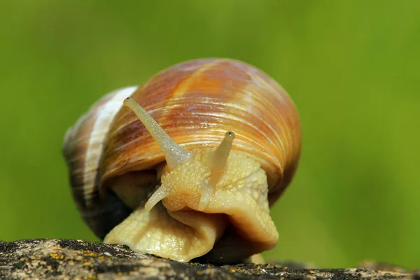 Helix Csiga Puhatestű Kagyló Állat — Stock Fotó