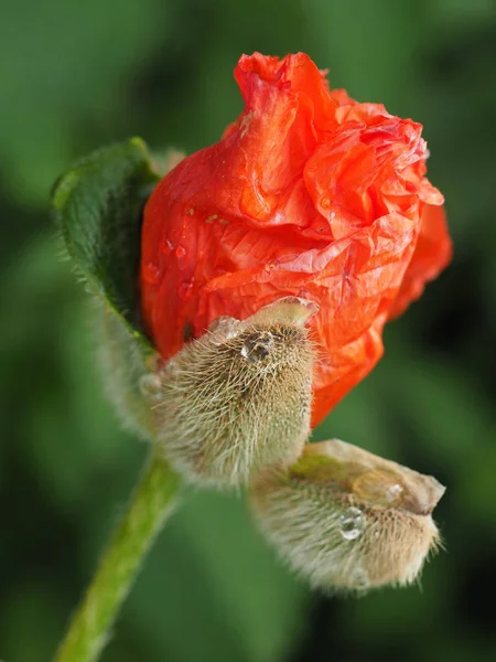 Vue Rapprochée Belles Fleurs Pavot Sauvage — Photo