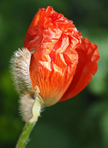 美しい野生のケシの花の近景 — ストック写真