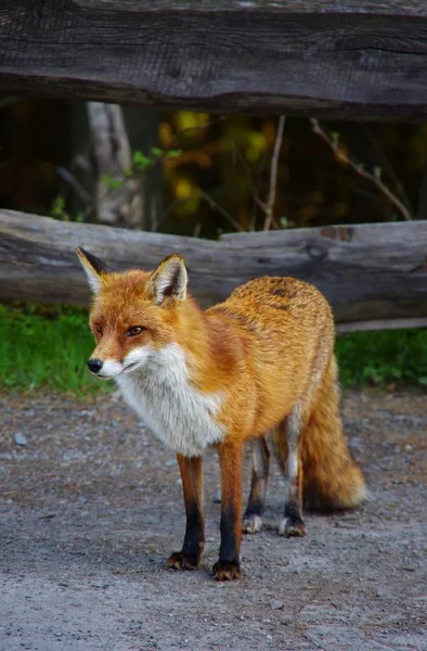 Fox Харзском Лесу — стоковое фото