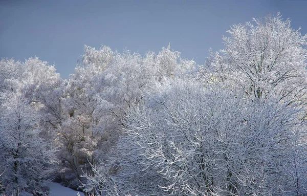 Snö Trädens Våtservetter — Stockfoto