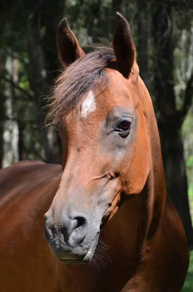 Retrato Cavalo Marrom Livre — Fotografia de Stock