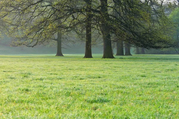 Hain Alter Großer Bäume Auf Einer Sonnigen Wiese Frühling Stockbild