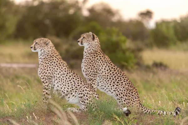 Çita Savana Bir Arka Plan Üzerinde Yakın Çekim Portre — Stok fotoğraf