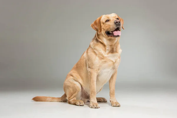 Labrador Retriever Sentado Delante Sobre Fondo Gris —  Fotos de Stock