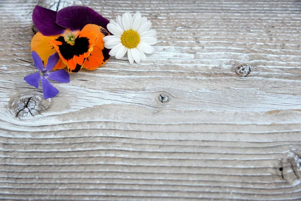 Blumen Weiß Holzbrett Holz Brett Blumen — Stockfoto