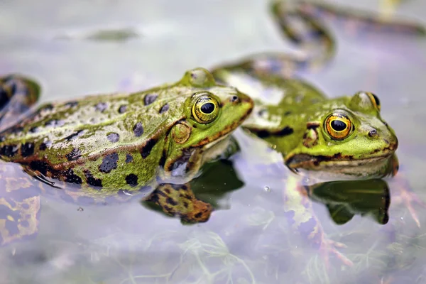 새끼를 연못에 개구리 — 스톡 사진