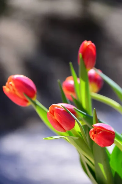 Bela Primavera Tulipas Flores Flora — Fotografia de Stock