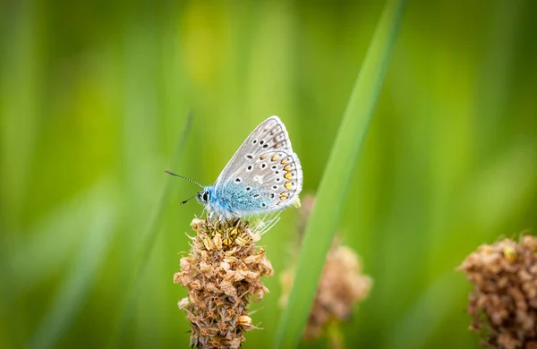 Bleu Commun Polyommatus Icarus Papillon Fond Vert — Photo