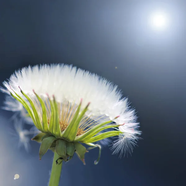 Beautiful View Natural Dandelion Flower — Stock Photo, Image