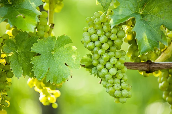 Uvas Bayas Frutas Alimentos — Foto de Stock