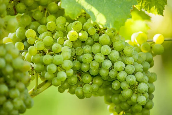 Trauben Beeren Früchte Nahrung — Stockfoto