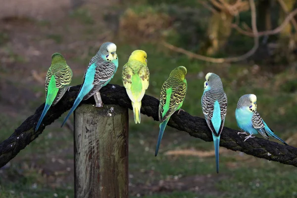 Παπαγάλοι Σχοινί — Φωτογραφία Αρχείου