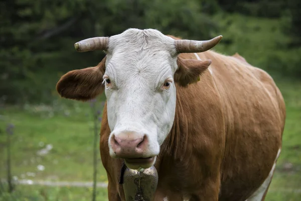 지대의 소떼입니다 Ilgen Bodenbauer Joseralm Styria Austria Cows Alp Meadows — 스톡 사진