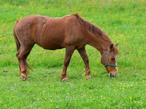 Roztomilý Kůň Divoké Přírodě — Stock fotografie