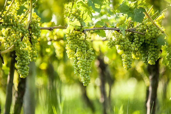 Viña Viña Rural Lotes Uvas — Foto de Stock