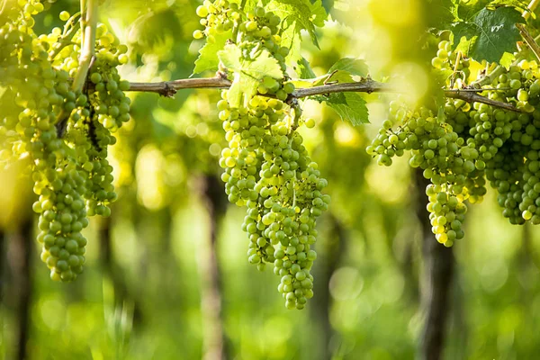 Weinrebe Ländlicher Weinberg Trauben — Stockfoto