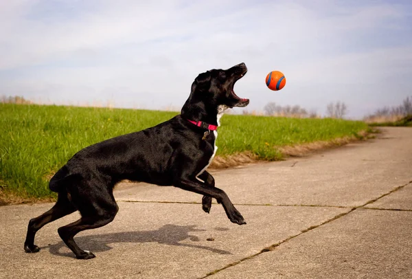 Szczęśliwy Czarny Pies Próbuje Złapać Pomarańczową Piłkę Powietrzu — Zdjęcie stockowe