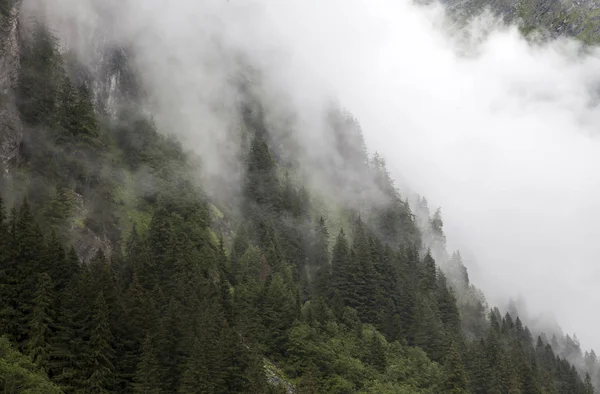 Bergwald Nebel — Stockfoto