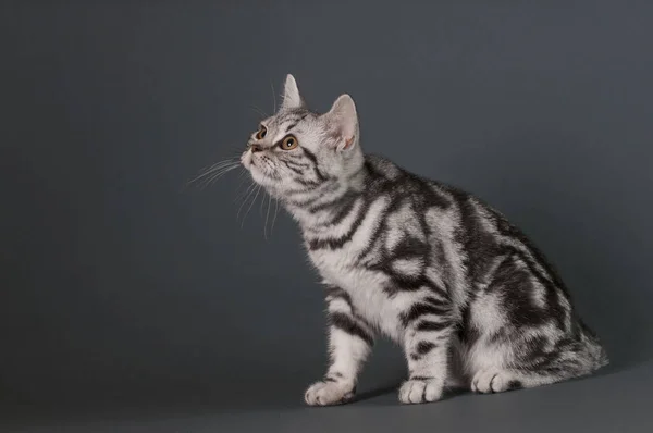 British Shorthair Gatito Sobre Fondo Gris Mirando Izquierda Espacio Texto — Foto de Stock