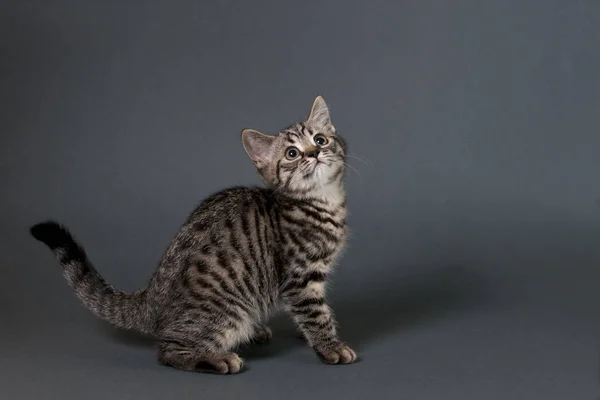 Gri Bir Arka Plan Üzerinde Ngiliz Shorthair Kedi Yavrusu Sağa — Stok fotoğraf