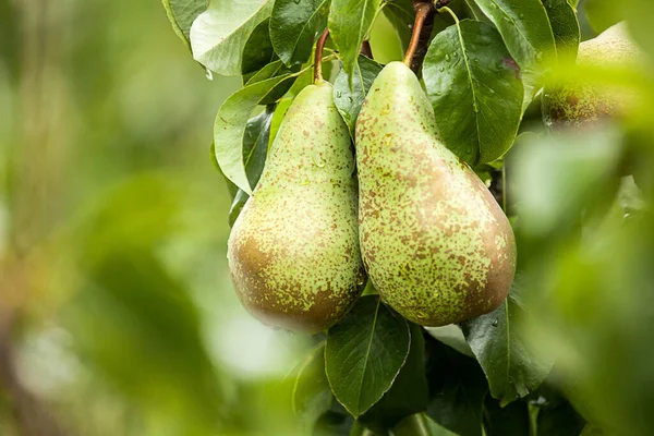 Διάσκεψη Αχλαδιών Pyrus Communis — Φωτογραφία Αρχείου